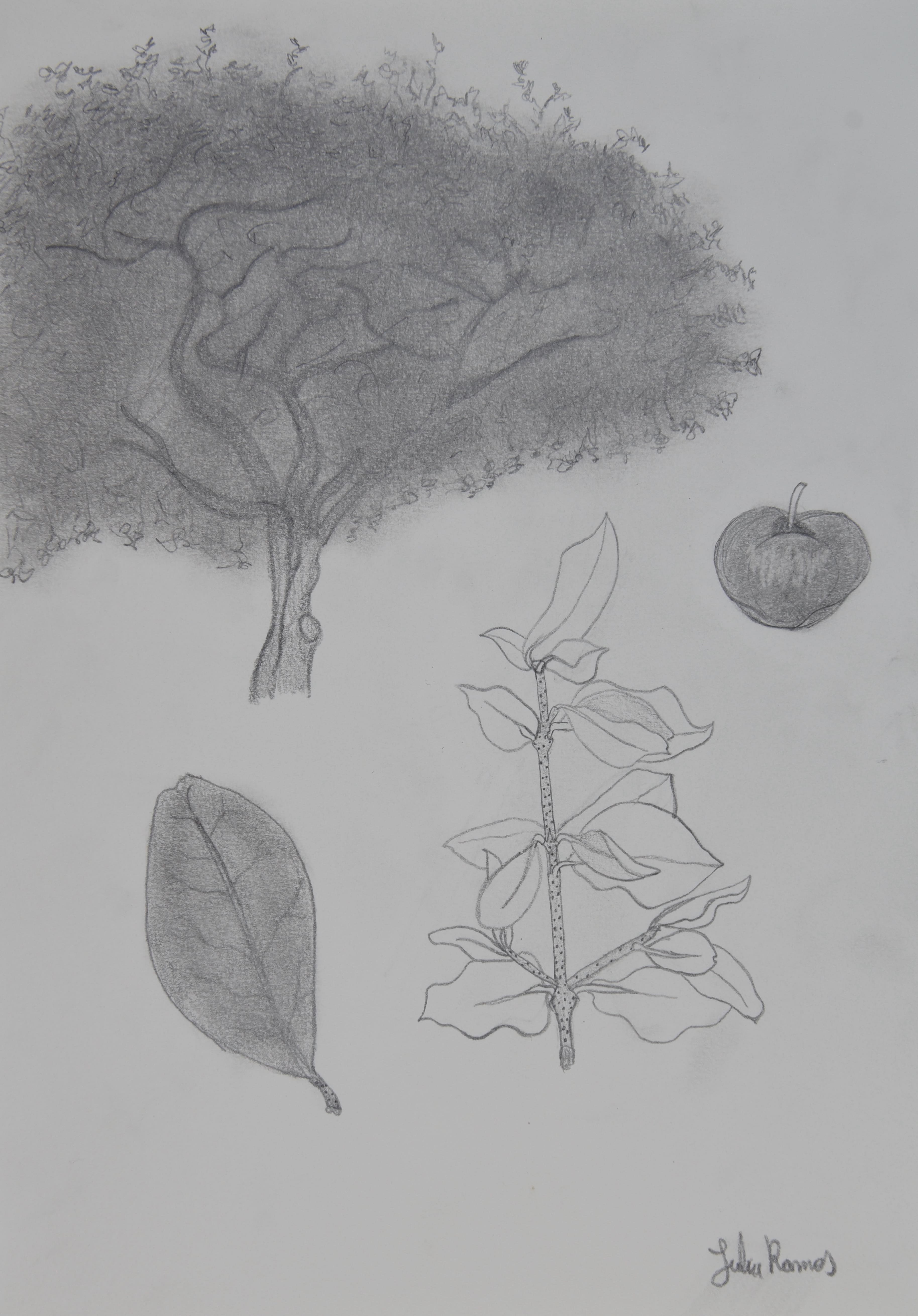 Obra 12 - Frutas mágicas